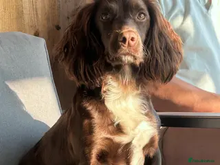 Cocker Spaniel dogs KC reg working cocker spaniels due in April - Advert 5