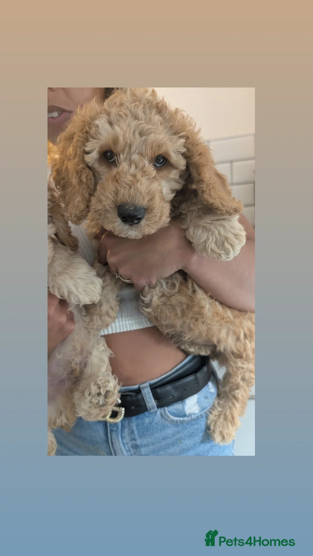 Cavapoochon dogs Cavapoochon Stunning Puppies Ready Now.  - Advert 2