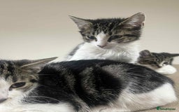 Mixed Breed cats for sale: 2 tabby kittens  - Image 10