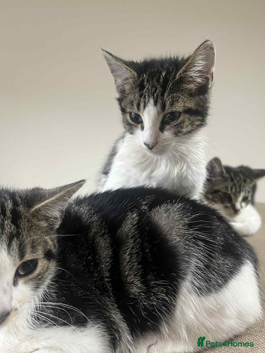Mixed Breed cats for sale: 2 tabby kittens  - Image 10