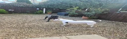 Mixed Breed dogs for sale: Cane corso x American bully puppies - Advert 15