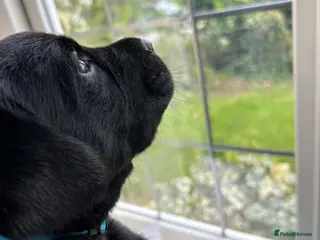 Labrador Retriever dogs Beautiful black puppies with excellent pedigree. - Advert 10