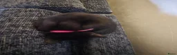 Mixed Breed cats for sale: Beautiful playful Black female kitten  - Advert 15