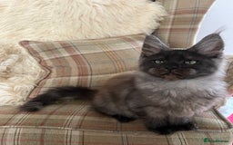 Maine Coon cats for sale: ⭐️Beautiful Maine Coon Kittens⭐️ - Image 17