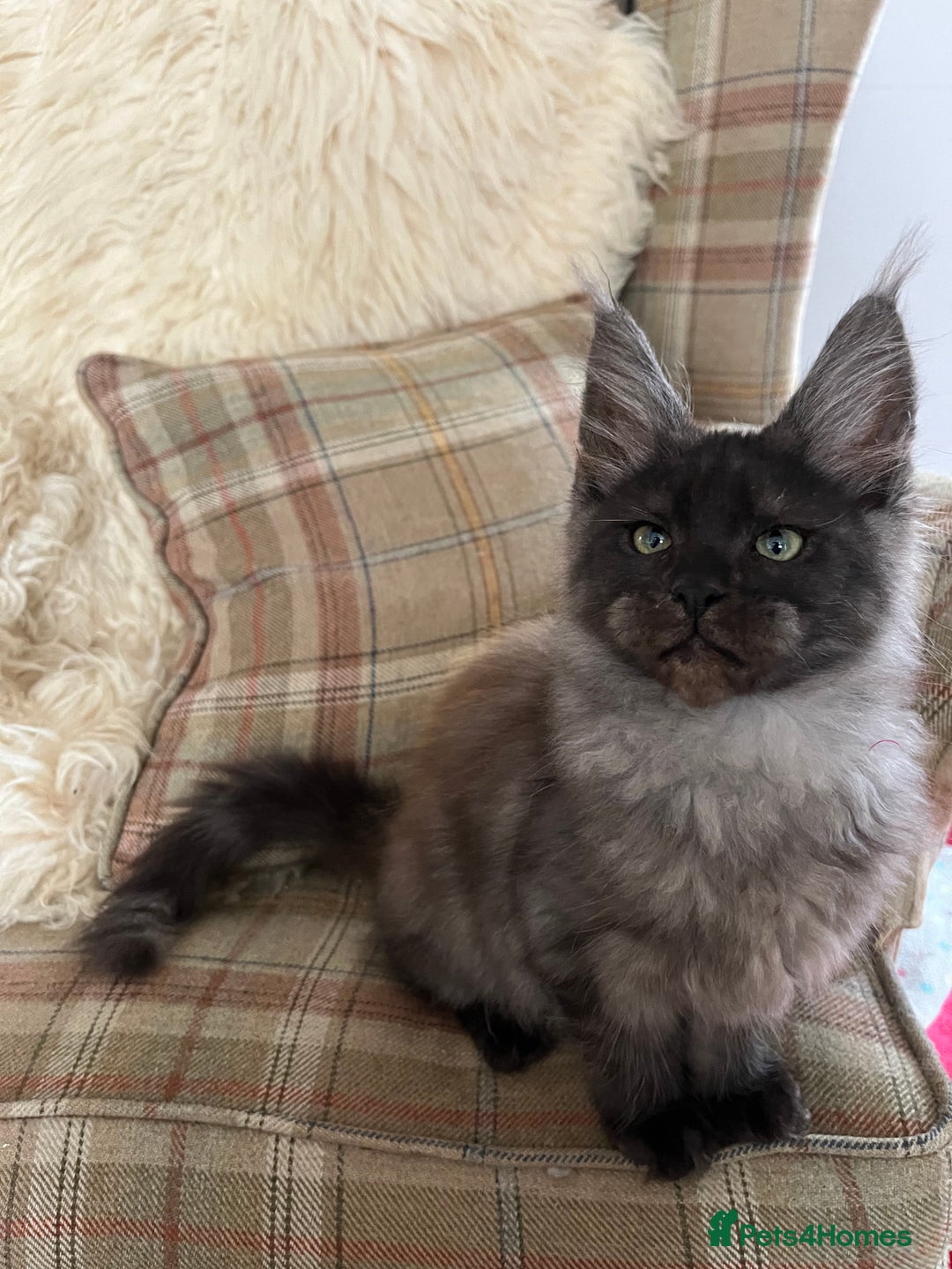 Maine Coon cats for sale: ⭐️Beautiful Maine Coon Kittens⭐️ - Image 17