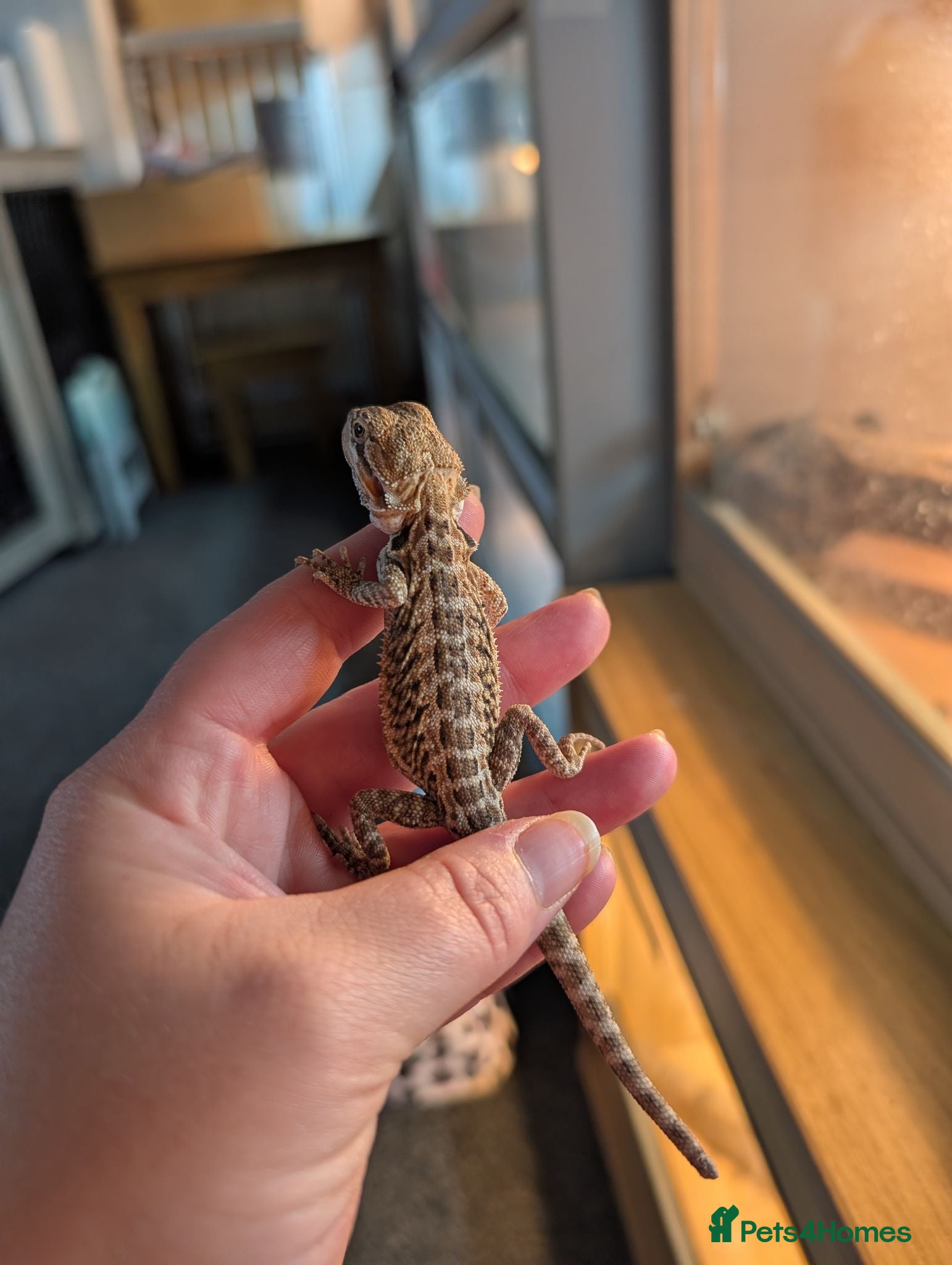 Bearded Dragon reptiles Baby bearded dragons  - Advert 1