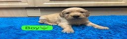 Golden Retriever dogs for sale: Gorgeous KC registered golden retriever puppies - Advert 13