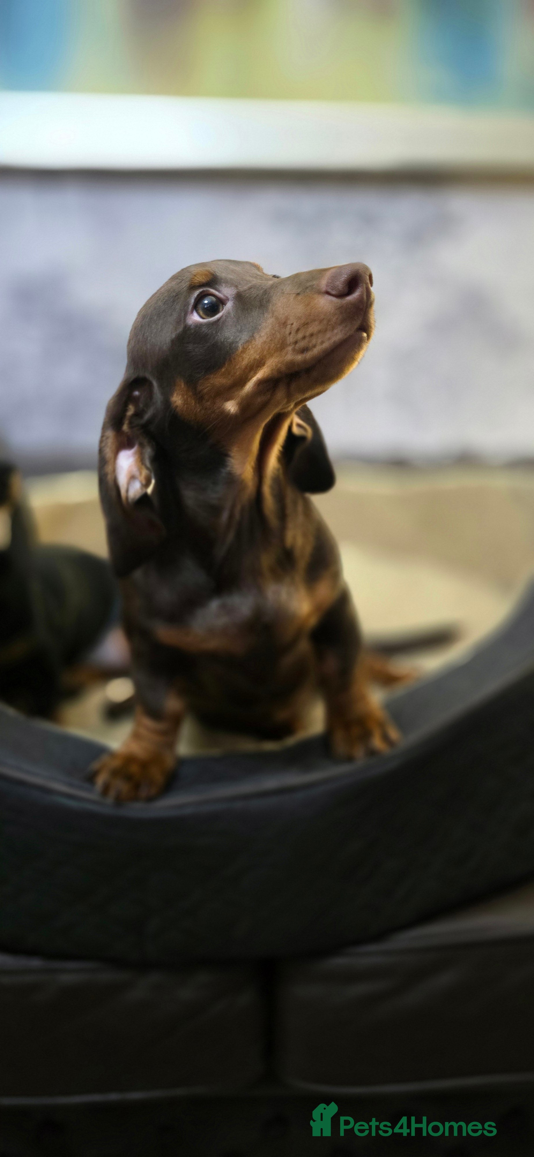 Miniature Dachshund dogs Minature Dashounds - Advert 6