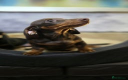 Miniature Dachshund dogs for sale: Minature Dashounds - Image 1