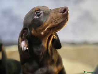 Miniature Dachshund dogs - Advert 5