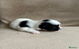 Coton De Tulear dogs for sale: Coton de Tulear puppies  - Image 4