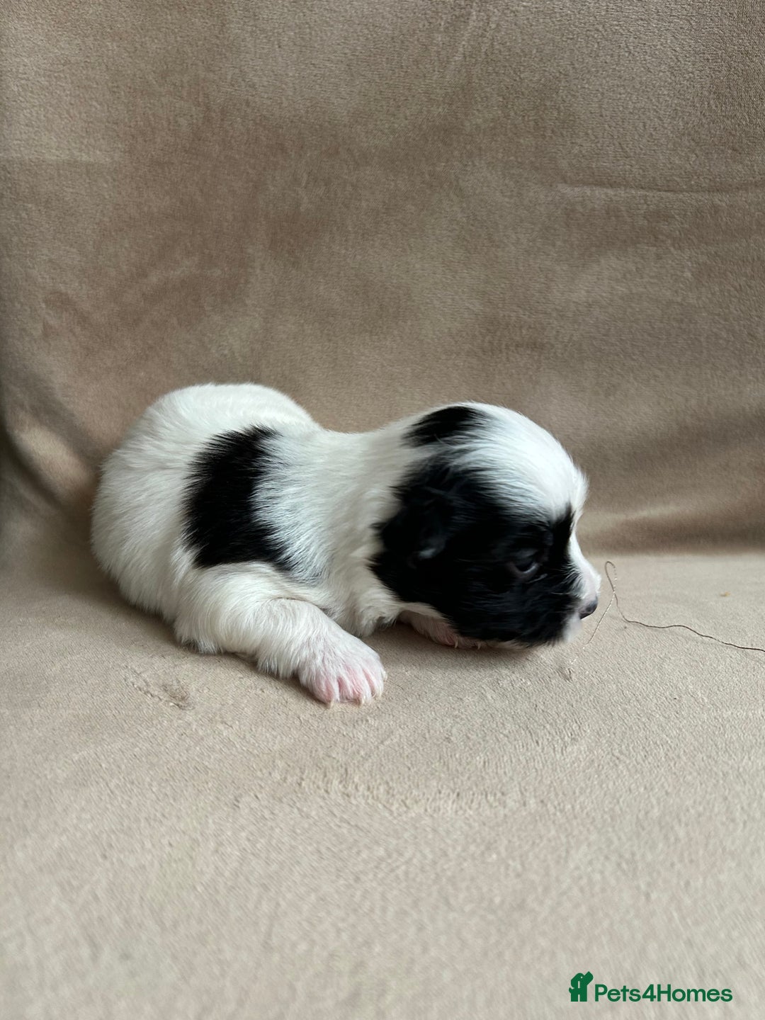 Coton De Tulear dogs for sale: Coton de Tulear puppies  - Image 4
