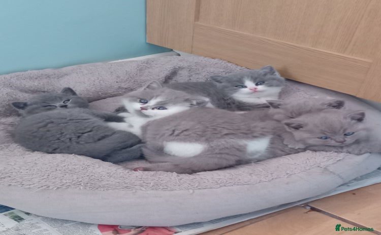 British Shorthair cats - Advert 3