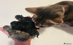 Mixed Breed cats for sale: X3 Gorgeous Kittens. GREY GONE!  - Image 1