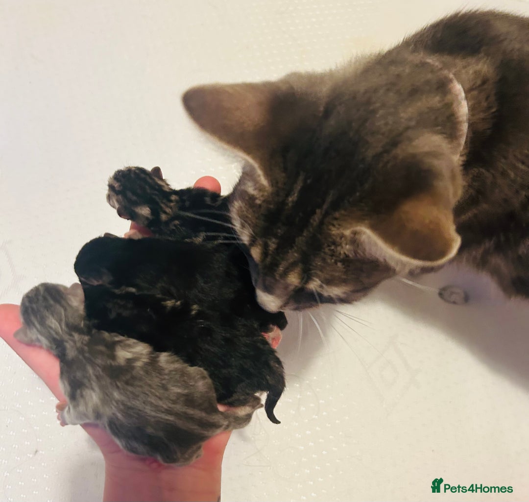 Mixed Breed cats for sale: X3 Gorgeous Kittens. GREY GONE!  - Image 1