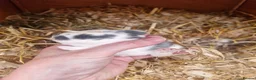 Mini Lop rabbits for sale: Stunning Mini lops in Knighton - Advert 2