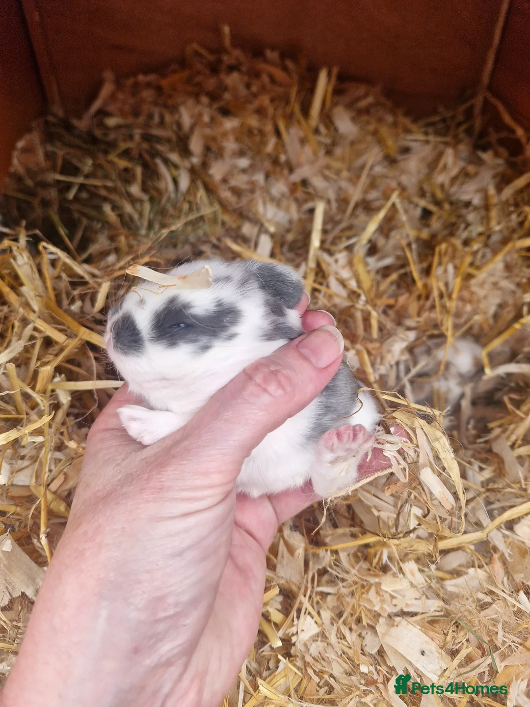 Mini Lop rabbits for sale: Stunning Mini lops in Knighton - Advert 2