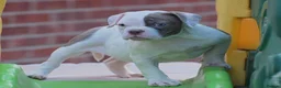 Olde English Bulldogge dogs for sale: 24 YEARS PROS, 5⭐️RATED LICENSED & REGISTERED  - Advert 7