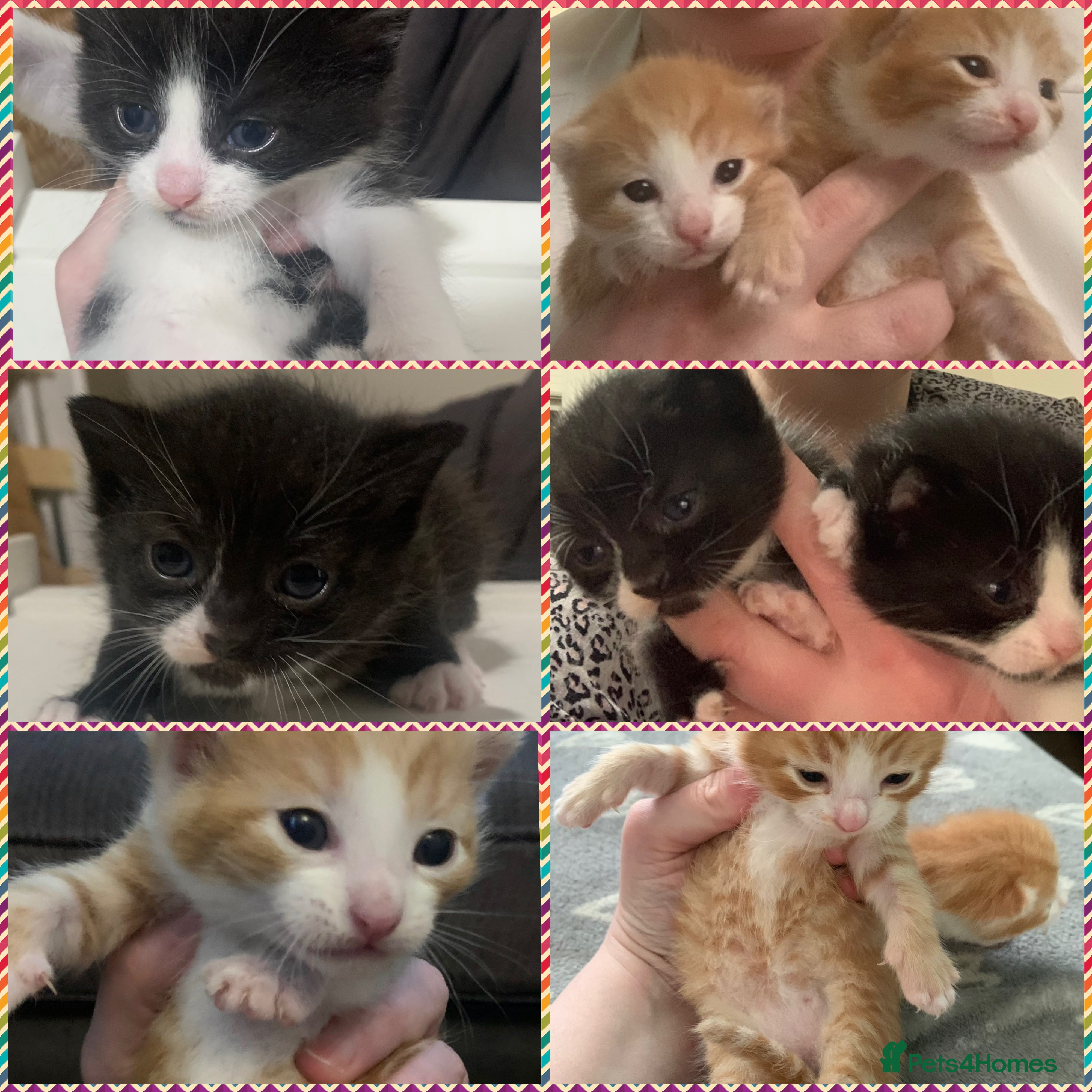 Mixed Breed cats Four kittens looking for loving forever homes .  - Advert 12