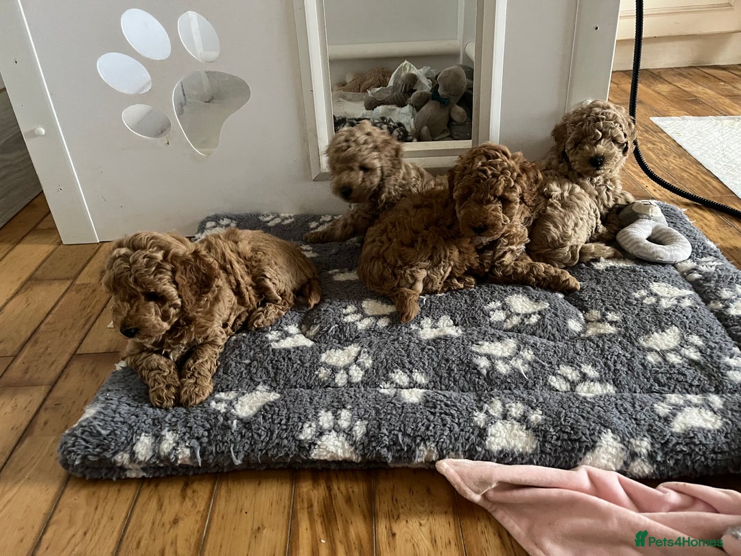Poochon dogs for sale: 🐾 Poochon puppies 💕🐾🐾 - Image 8