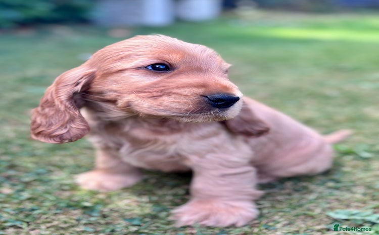 Cocker Spaniel dogs - Advert 3