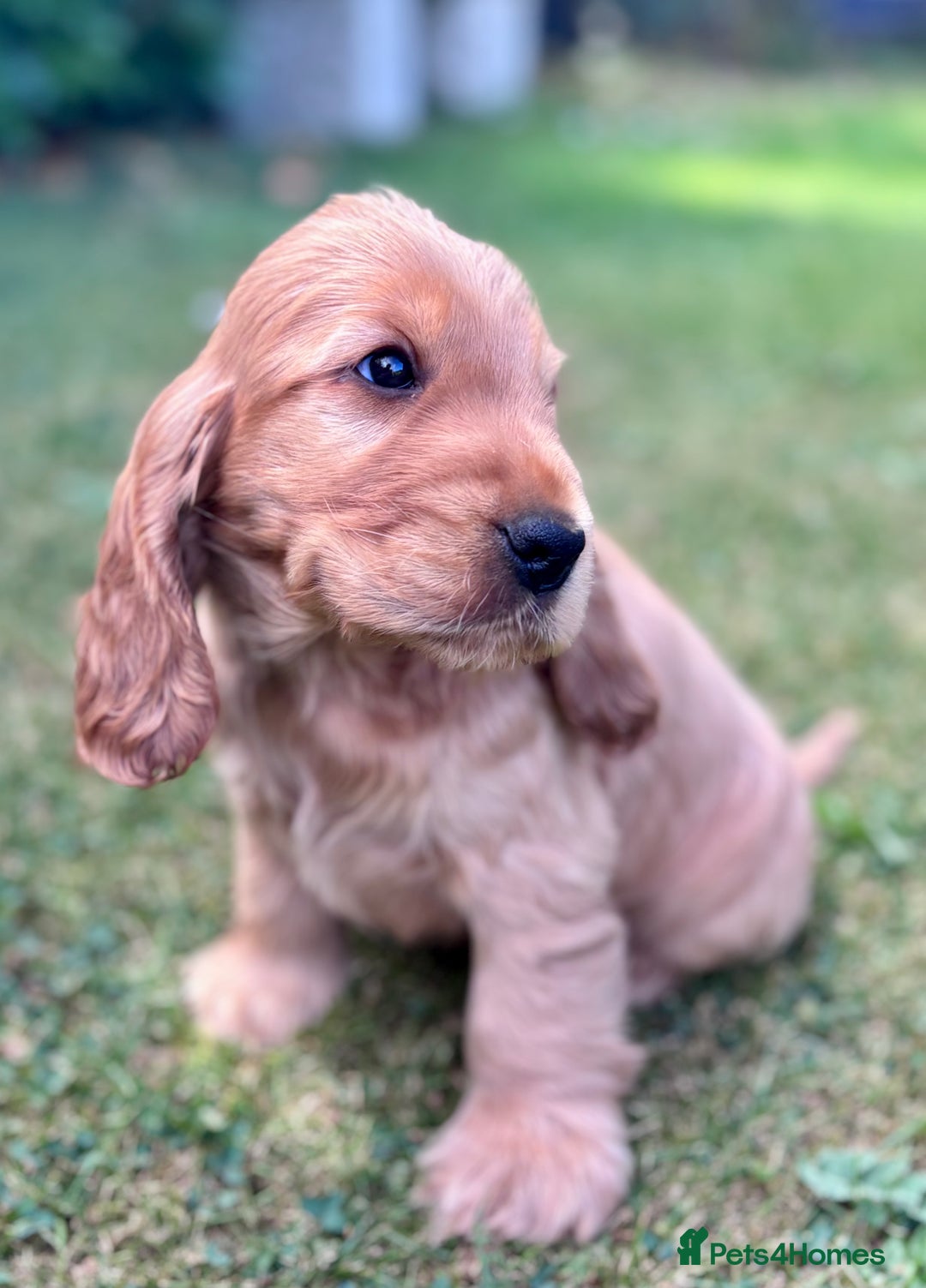 Cocker Spaniel dogs for sale: Beautiful pedigree show type cocker spaniels - Image 1