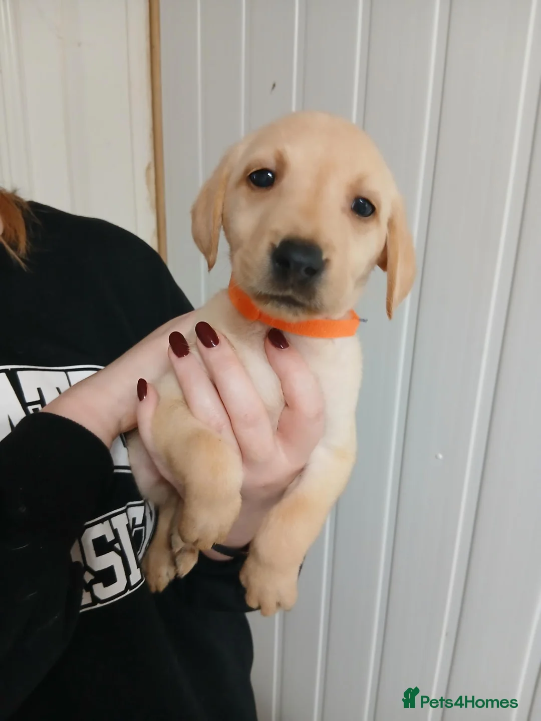 Labrador Retriever dogs for sale: 2 golden labrador girl puppies  in Great Yarmouth - Advert 4