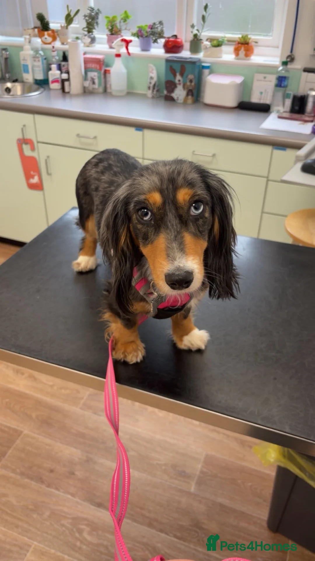 Dachshund dogs for stud: Standard dachshund in Wymondham - Advert 4