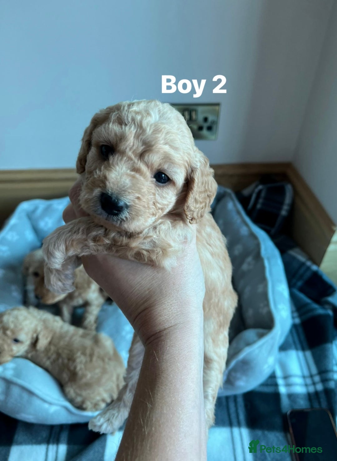 Cockapoo dogs for sale: Stunning litter of Cockerpoos - Image 6
