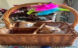 Persian cats for sale: Half Persian 2 Boys  - Image 7