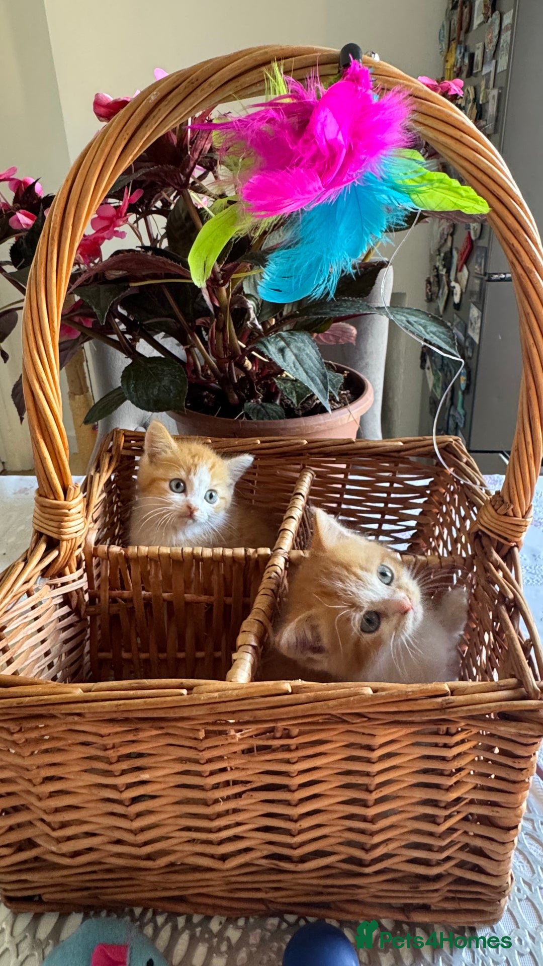 Persian cats for sale: Half Persian 2 Boys  - Image 7