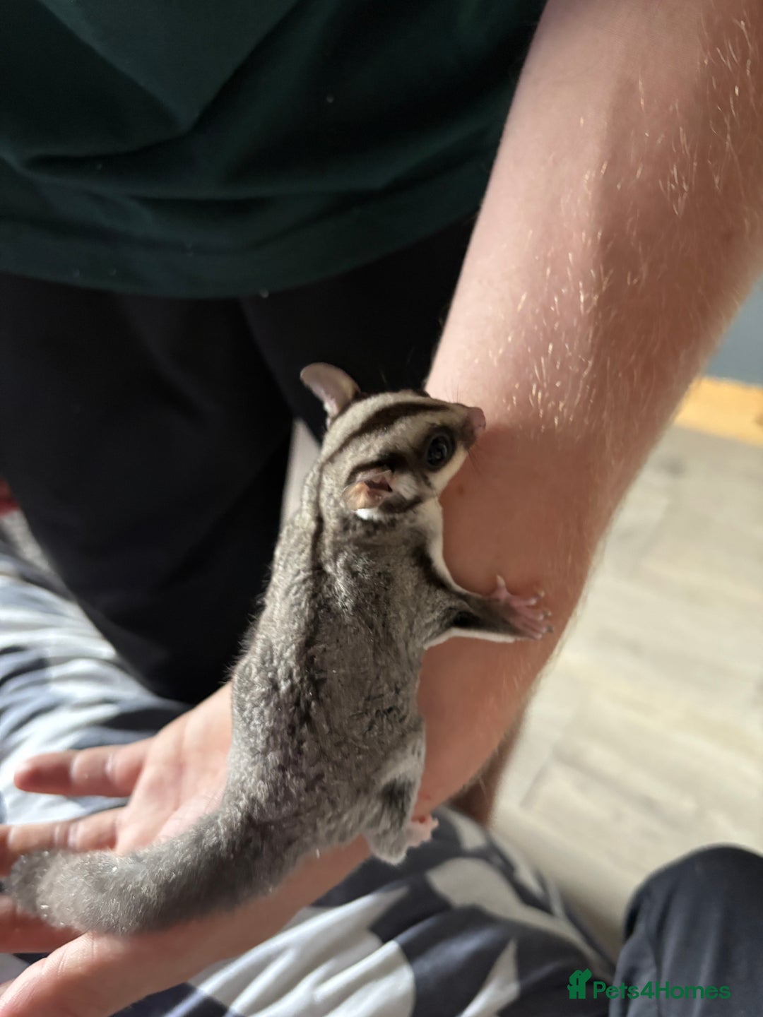 Sugar Glider rodents for sale: 2 baby sugar gliders "twins"  - Image 7