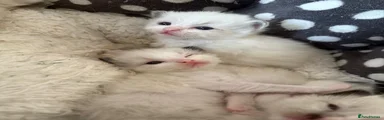 Ragdoll Kitten 6