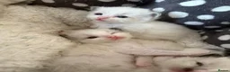 Ragdoll cats for sale: 🤍Purebred beautiful ragdoll kittens 🤍 in Hornchurch - Advert 24