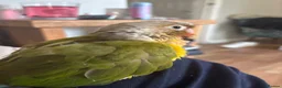 Conures birds for sale: Pineapple conure parrot hand reared - Advert 2