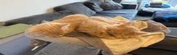 Maine Coon cats for sale: 3 cream girl Maine coon Kittens - Advert 13