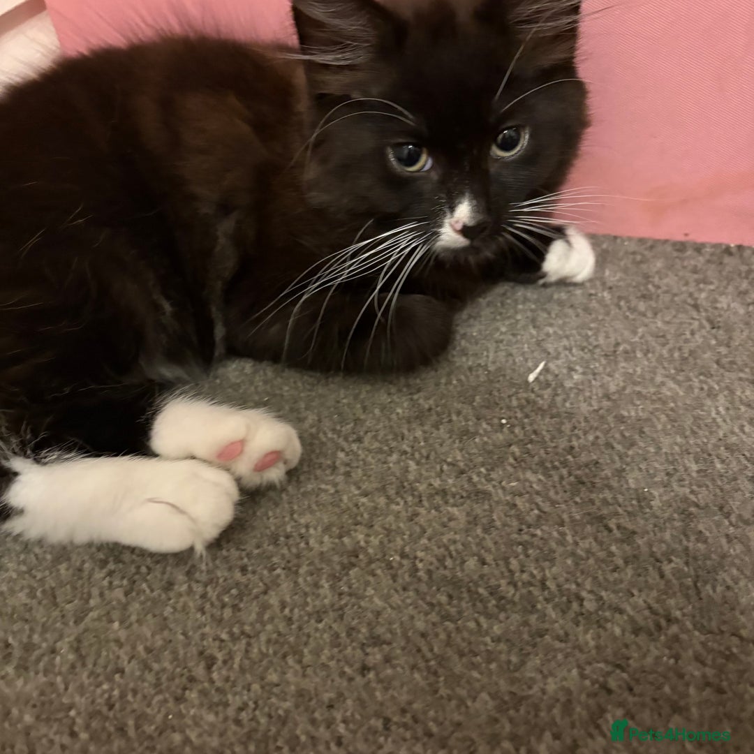 Mixed Breed cats for sale: Male and female kitten - Image 13