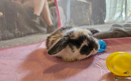 Mini Lop rabbits for sale: Stunning mini lop babies - Image 8