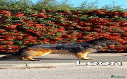 German Shepherd dogs for sale: Excellent Long-Haired German Shepherd Puppies. KC. - Image 30
