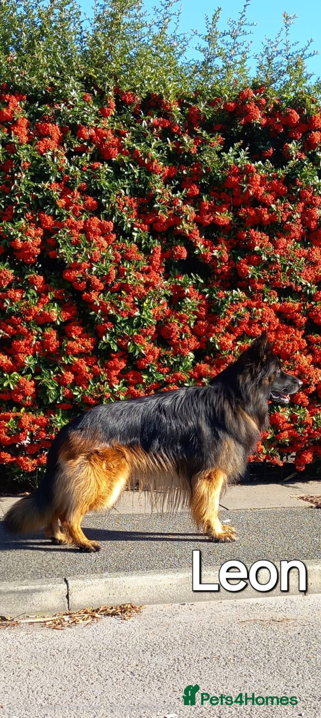 German Shepherd dogs for sale: Excellent Long-Haired German Shepherd Puppies. KC. - Image 30