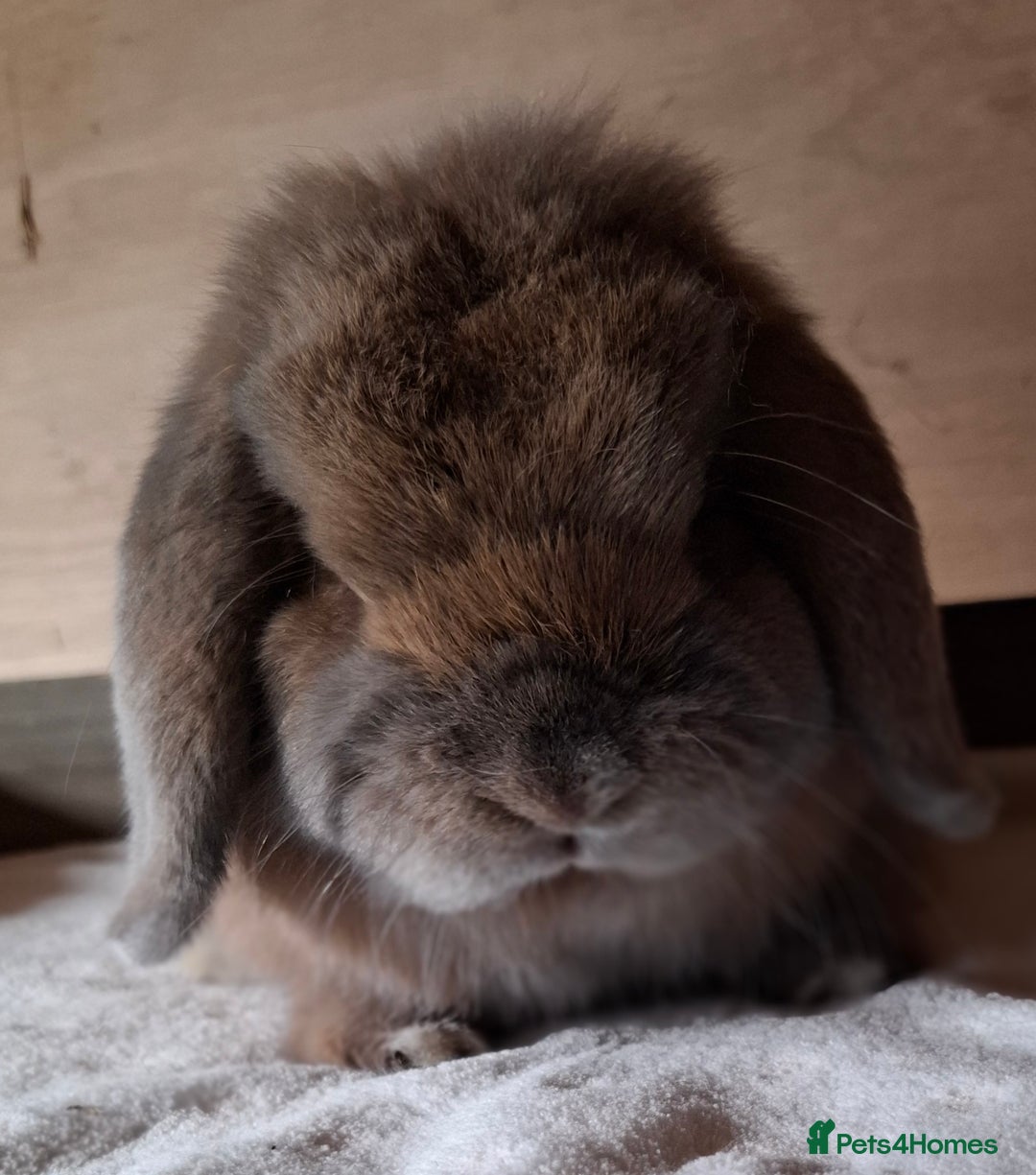 Mini Lop rabbits for sale: 2 x adult mini lop bucks - Image 5