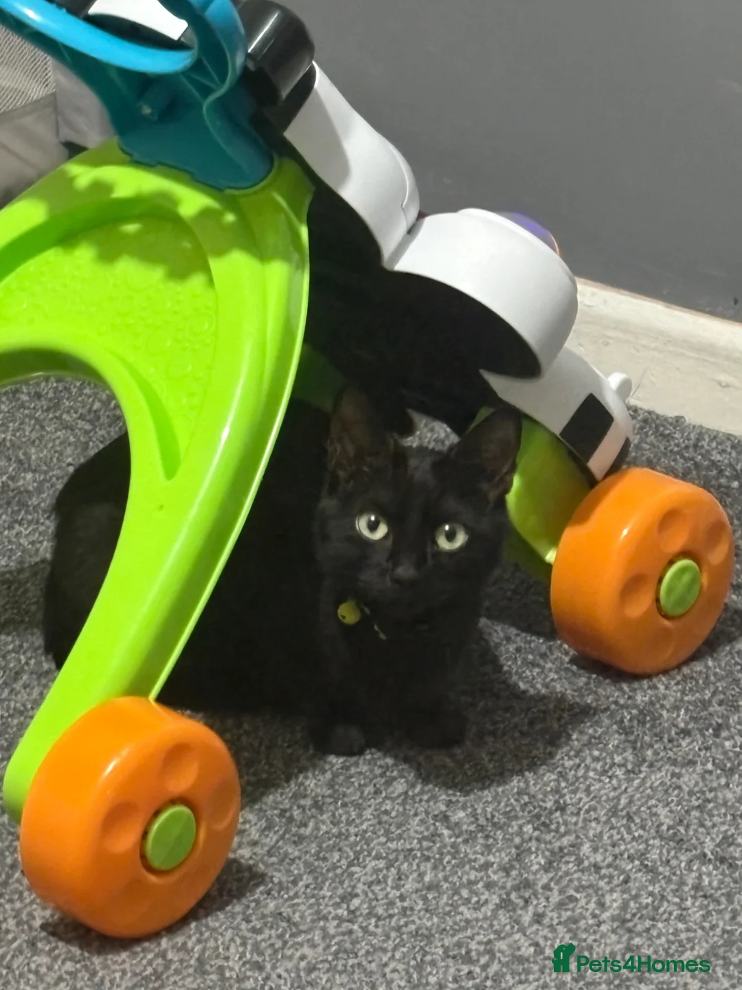British Shorthair cats for sale: Kittens  - Advert 1