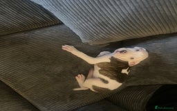 American Bulldog dogs for sale: american bulldog puppies - Image 8