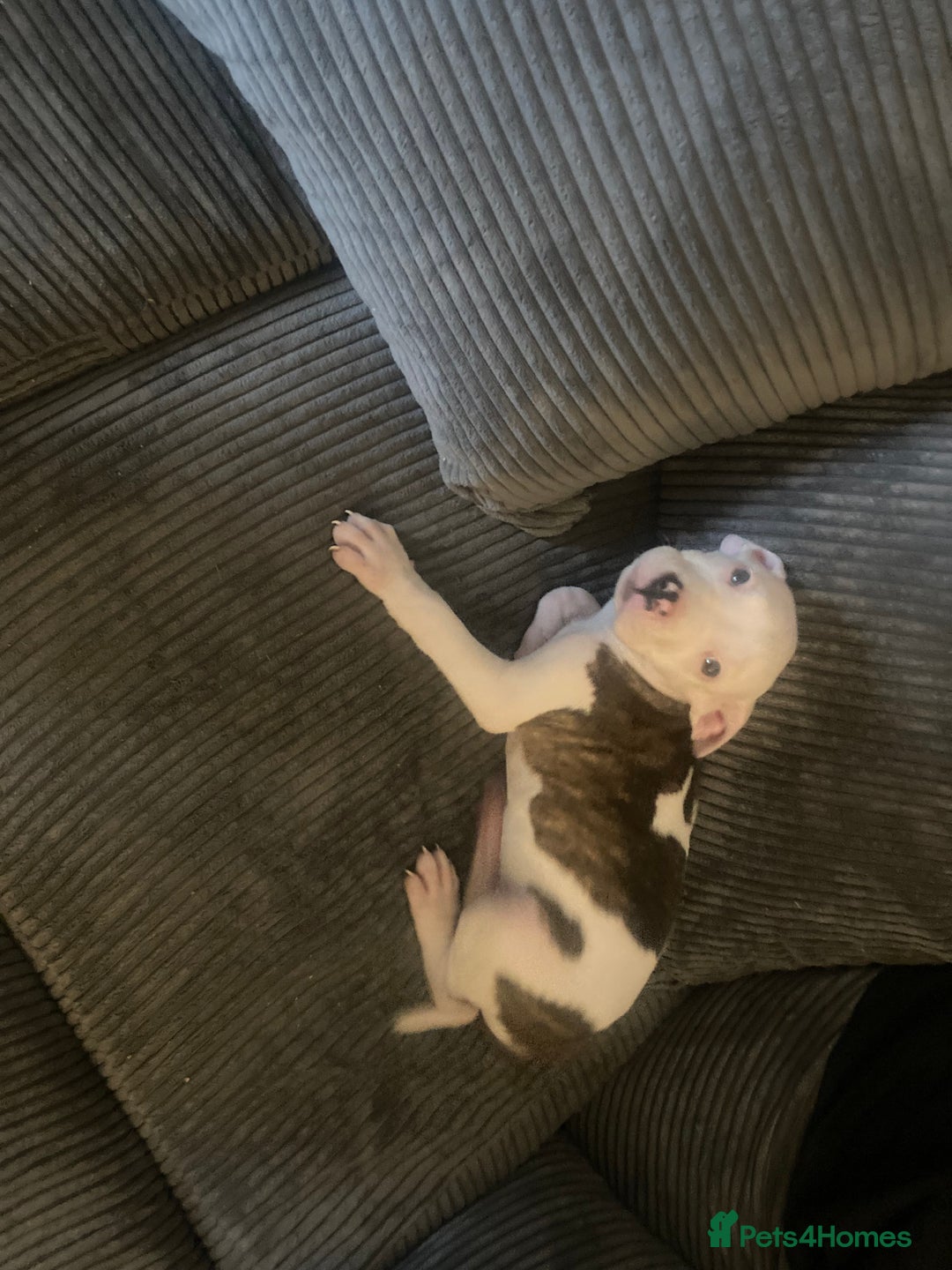 American Bulldog dogs for sale: american bulldog puppies - Image 8