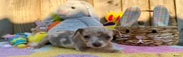Jack Russell dogs for sale: Merle, blue and lilac Jack Russell pups  in Brecon - Advert 7