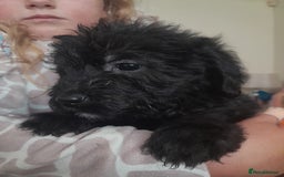 Labradoodle dogs for sale: mixed litter Black Labradoodles - Image 1