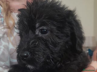 Labradoodle dogs - Advert 7