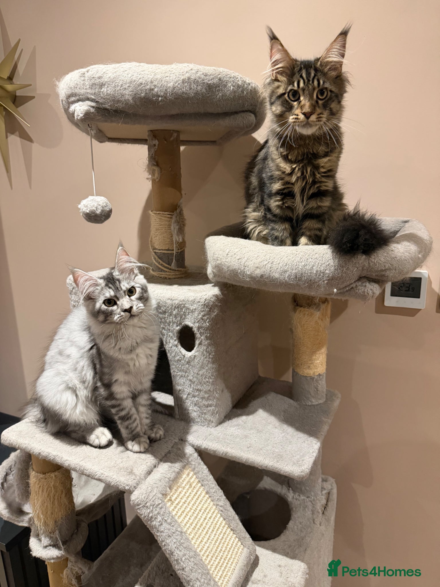 Maine Coon cats 2 Maine coon kittens available now - Advert 1
