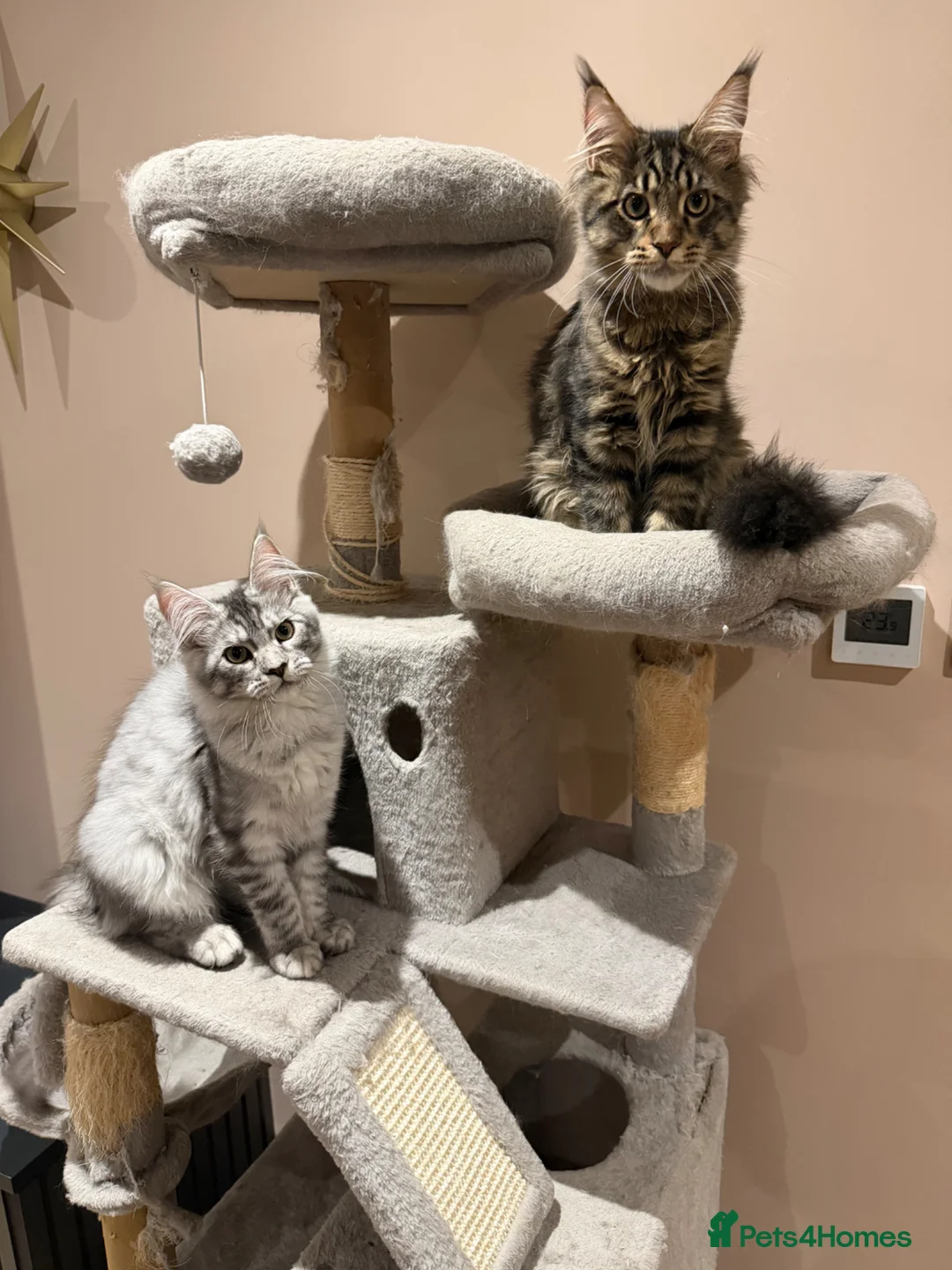 Maine Coon cats for sale: 2 Maine coon kittens available now - Advert 1