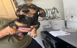 Dachshund dogs for sale: Miniature dachshunds  - Image 5